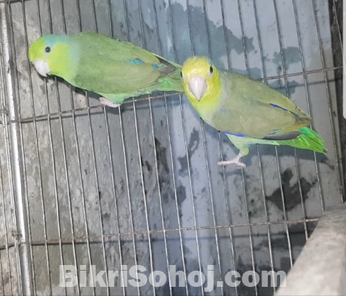 Forpus bird/ফরপাস পাখি Running pair